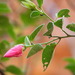 Hibiscus zonatus - Photo (c) Jon Luly, some rights reserved (CC BY-NC), uploaded by Jon Luly