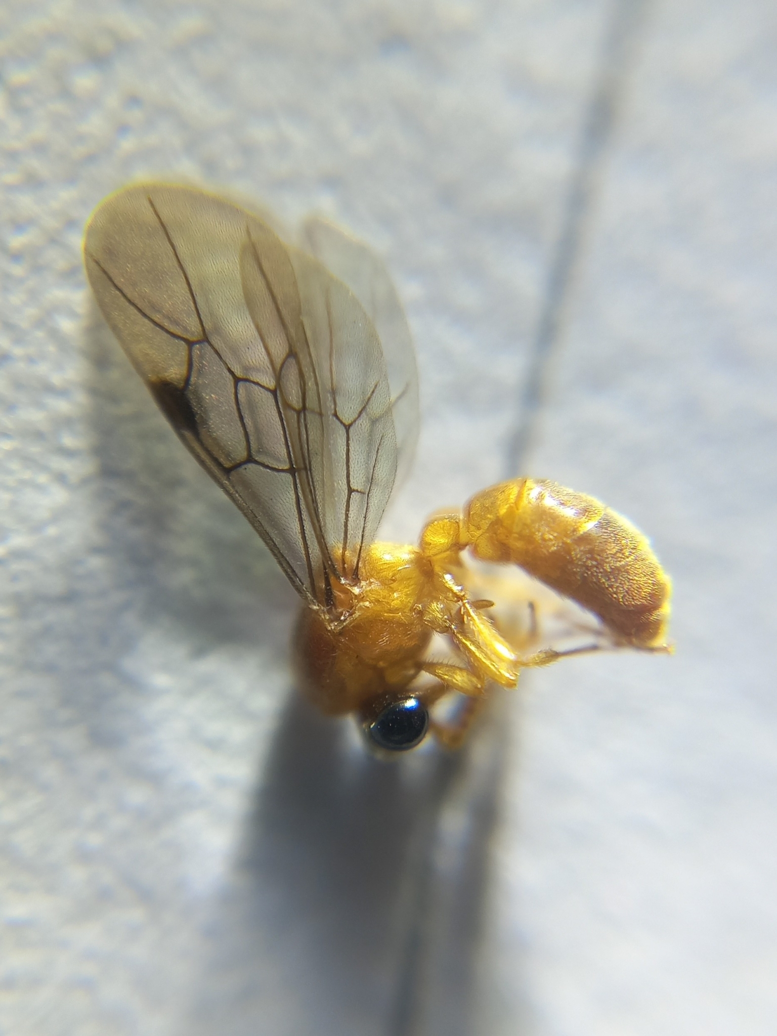 Aenictus arya