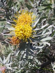 Leucospermum rodolentum