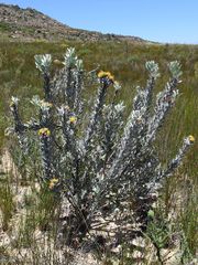Leucospermum rodolentum