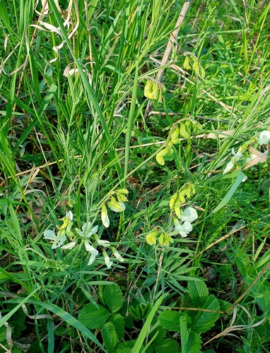 Image of Lathyrus pallescens by (c) Анна Митрошенкова, some rights reserved (CC BY)