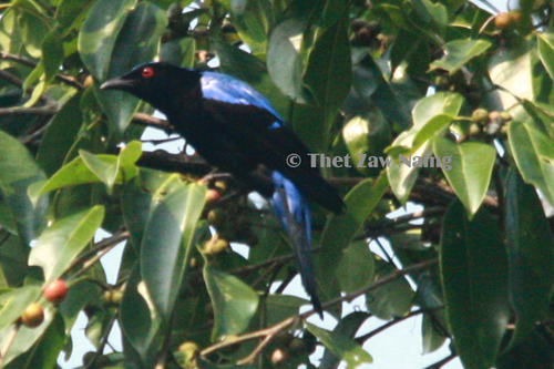 Asian Fairy-bluebird