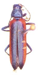 Strongylium nitidiceps