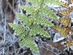 Myriopteris wootonii
