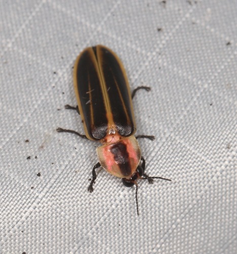 Keel-necked Firefly