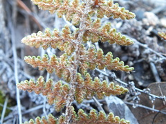 Myriopteris wootonii