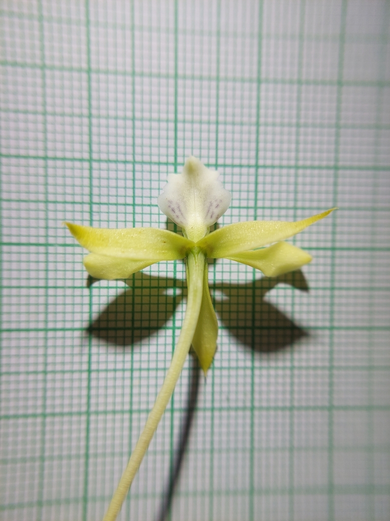 Prosthechea mejia