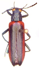 Strongylium nitidiceps