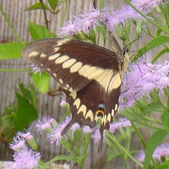 Papilio ornythion ornythion