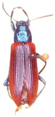 Strongylium nitidiceps