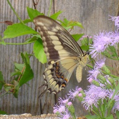 Papilio ornythion ornythion