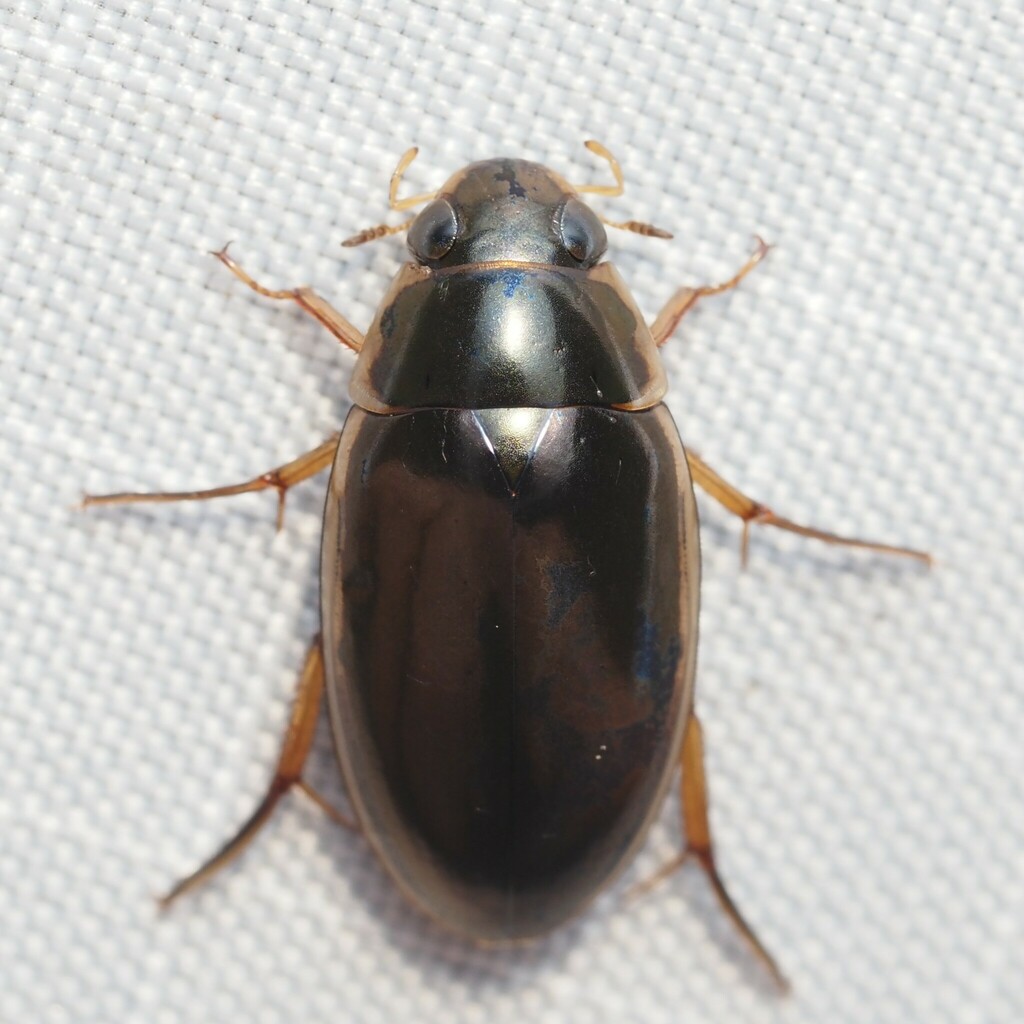 Lateral-lined Water Beetle