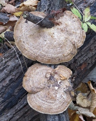 Daedaleopsis confragosa image
