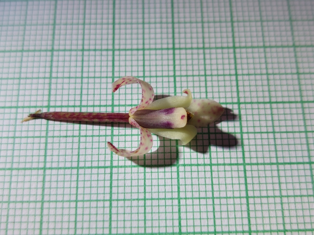 Maxillaria lawrenceana