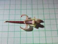 Maxillaria lawrenceana, photograph Daniel Mesa, CC BY, iNaturalist via GBIF