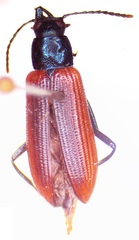 Strongylium nitidiceps