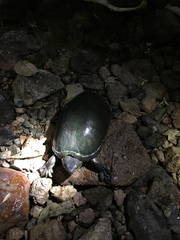 Kinosternon chimalhuaca