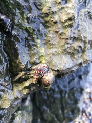 Echinolittorina ziczac