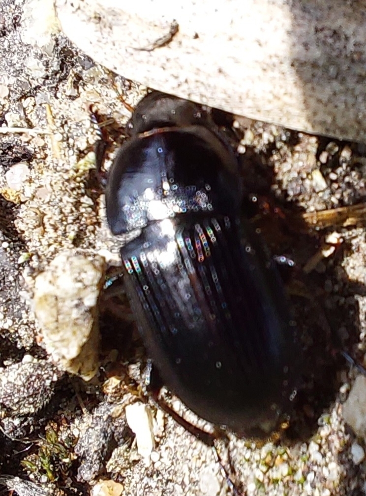 Harpalinae from 64589 Stockstadt am Rhein, Deutschland on May 21, 2023