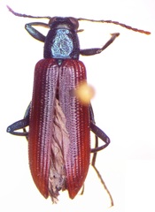 Strongylium nitidiceps