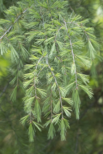 Cedrus deodara