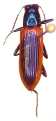 Strongylium nitidiceps