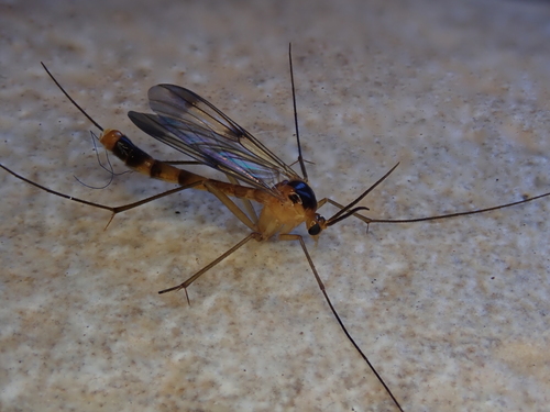 Leptomorphus walkeri