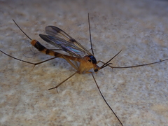 Leptomorphus walkeri