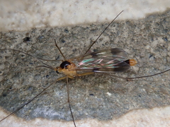 Leptomorphus walkeri