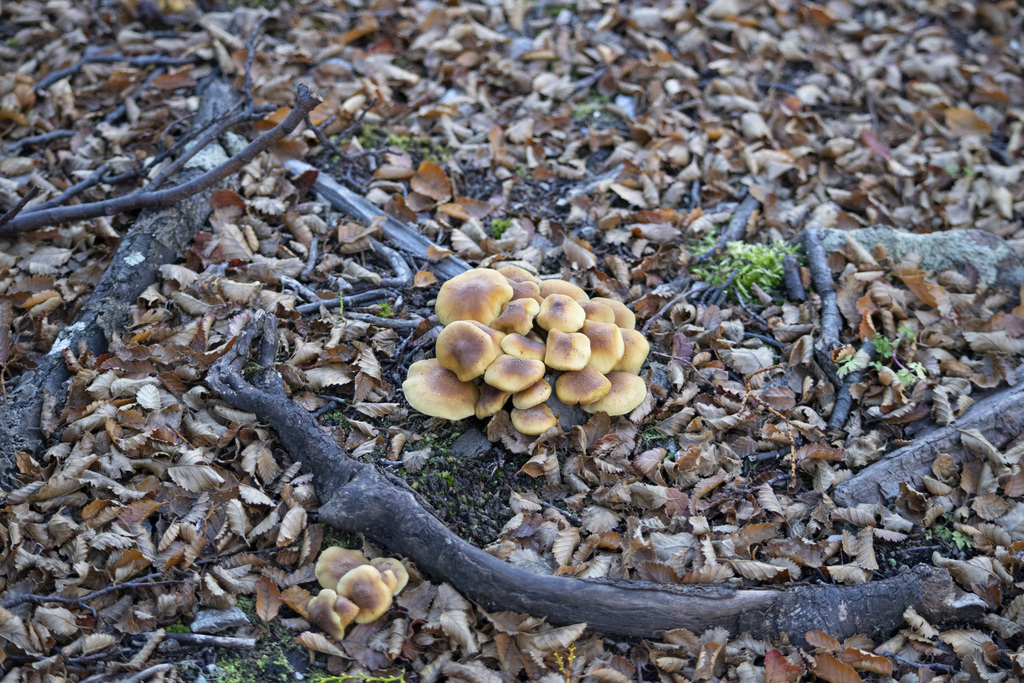 Hypholoma frowardii · May 2023 · photo: © sangianense (iNaturalist, cc-by-sa)