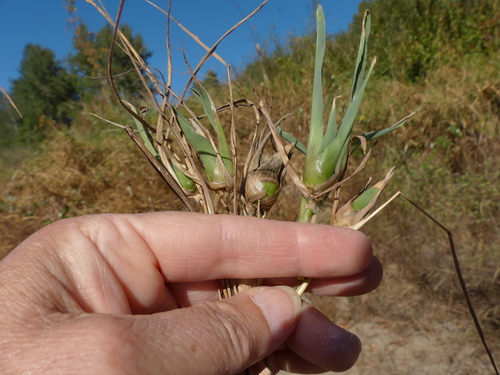 Paspalum distichum iNat (2)