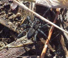 Sosippus mimus