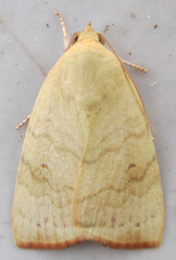 Xanthodes albago