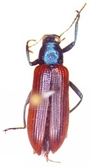 Strongylium nitidiceps