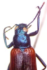 Strongylium nitidiceps