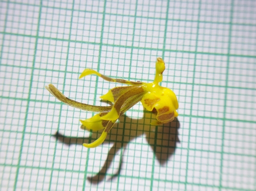 Image of Cyrtochilum meirax by (c) Daniel Mesa, some rights reserved (CC BY)