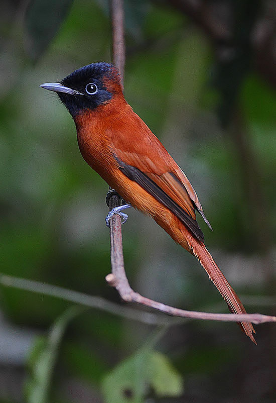 100 Burung dengan Warna Tercantik di Dunia - Black-headed Paradise-Flycatcher