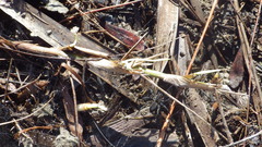 Sosippus mimus