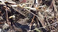 Sosippus mimus