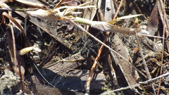Sosippus mimus