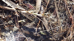 Sosippus mimus