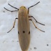 Twin Buttoned Footman - Photo no rights reserved, uploaded by Botswanabugs