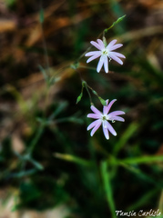 Silene microsperma