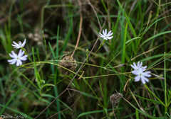 Silene microsperma