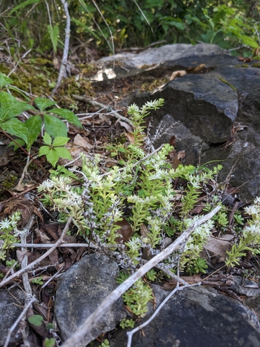 Nevius' stonecrop
