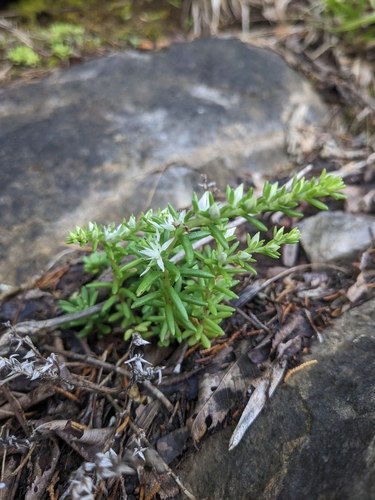 Image of Sedum nevii by (c) Alaina Krakowiak, some rights reserved (CC BY)