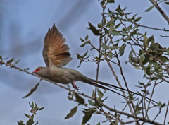 Red-Faced Mousebird photo 5