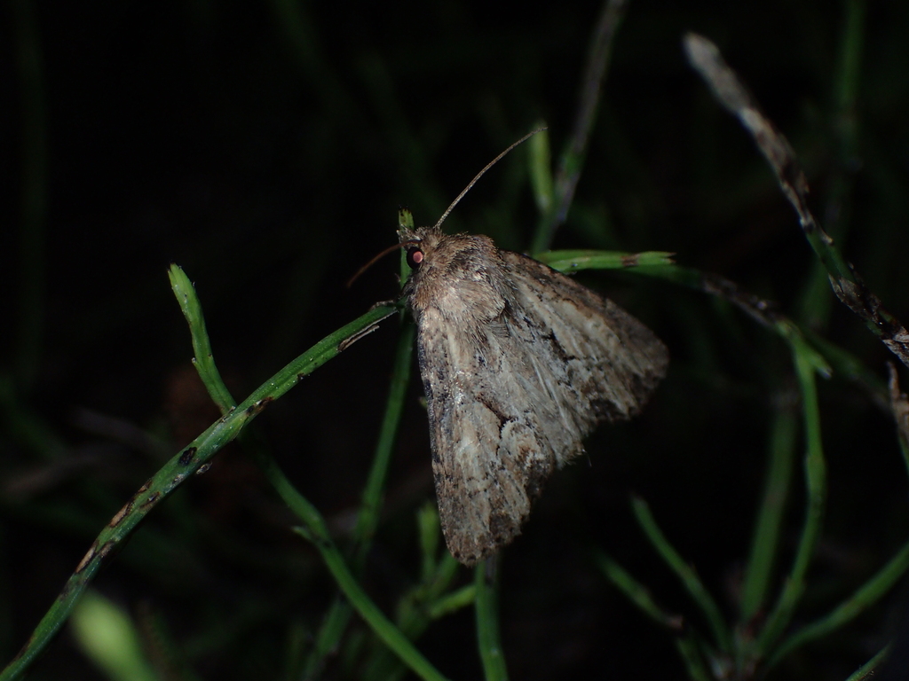 イチモジヒメヨトウ