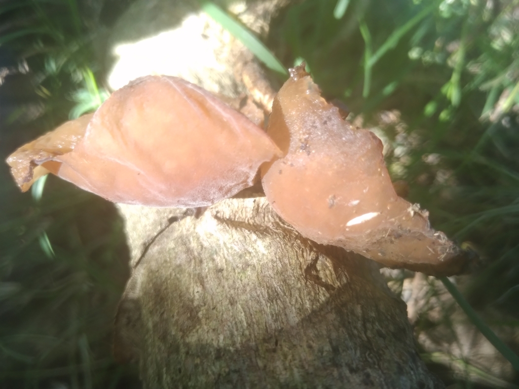 Auricularia fuscosuccinea · May 2023 · photo: © adriana_machado (iNaturalist, cc-by)