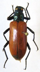 Strongylium gerstaeckeri